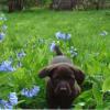 April means Bluebells at Little Wappaoolah