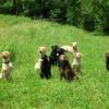 Blindfaith Retrievers at Home & Play