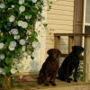 Maggie & Boomer pose with the morning glories