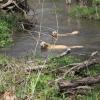 Morgan and Ziva take a dip