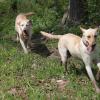 Mother (Ruff) & Daughter (Ziva) romping