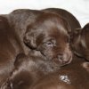 Lily\'s First Litter 2011