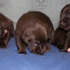 Lily\'s Litter 2012