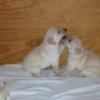 Ruff's Pups 2007