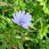 Wild Flower and Native Prairie Grasses