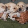 Ziva\'s First Litter 2012